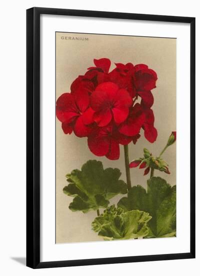 Geranium-null-Framed Art Print