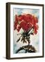 Geranium-Joan Thewsey-Framed Giclee Print