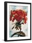 Geranium-Joan Thewsey-Framed Giclee Print