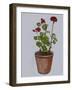 Geranium-Sarah Thompson-Engels-Framed Giclee Print