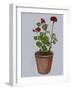 Geranium-Sarah Thompson-Engels-Framed Giclee Print