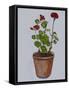 Geranium-Sarah Thompson-Engels-Framed Stretched Canvas