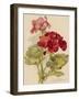 Geranium-null-Framed Art Print