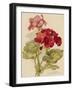 Geranium-null-Framed Art Print