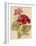 Geranium-null-Framed Art Print