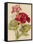 Geranium-null-Framed Stretched Canvas