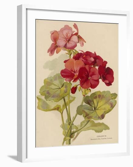 Geranium-null-Framed Art Print