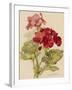 Geranium-null-Framed Art Print