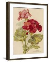 Geranium-null-Framed Art Print