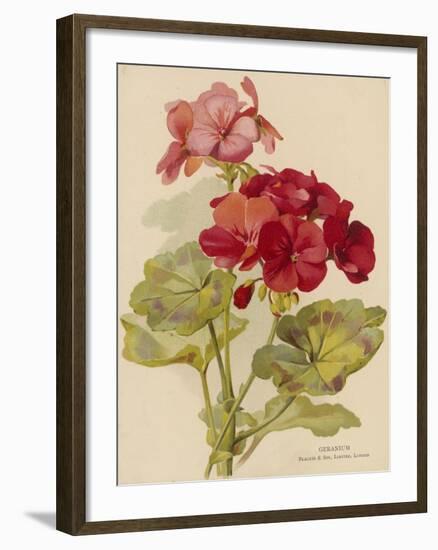 Geranium-null-Framed Art Print