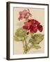 Geranium-null-Framed Art Print