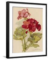 Geranium-null-Framed Art Print