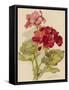 Geranium-null-Framed Stretched Canvas