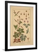 Geranium-null-Framed Giclee Print