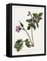 Geranium-Annika John-Framed Stretched Canvas