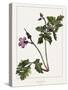 Geranium-Annika John-Stretched Canvas