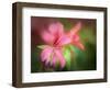 Geranium-Janet Slater-Framed Photographic Print