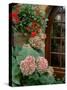 Geraniums and Hydrangea by Doorway, Chateau de Cercy, Burgundy, France-Lisa S. Engelbrecht-Stretched Canvas