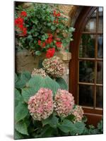 Geraniums and Hydrangea by Doorway, Chateau de Cercy, Burgundy, France-Lisa S. Engelbrecht-Mounted Premium Photographic Print