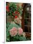 Geraniums and Hydrangea by Doorway, Chateau de Cercy, Burgundy, France-Lisa S. Engelbrecht-Framed Photographic Print