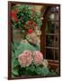 Geraniums and Hydrangea by Doorway, Chateau de Cercy, Burgundy, France-Lisa S. Engelbrecht-Framed Photographic Print