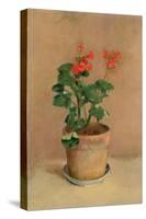 Geraniums in a Pot, c.1905-Odilon Redon-Stretched Canvas
