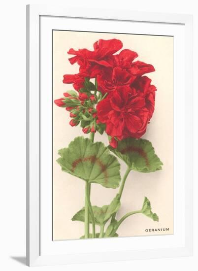 Geraniums-null-Framed Art Print