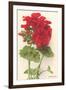 Geraniums-null-Framed Art Print