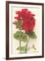 Geraniums-null-Framed Art Print