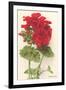 Geraniums-null-Framed Art Print