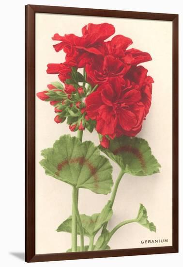 Geraniums-null-Framed Art Print