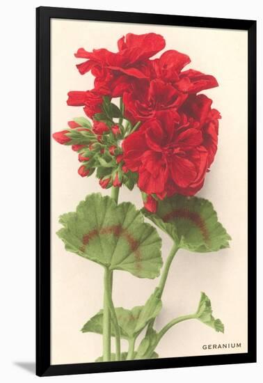 Geraniums-null-Framed Art Print