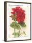 Geraniums-null-Framed Art Print