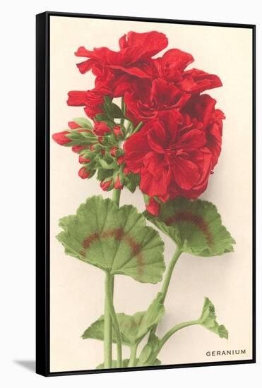 Geraniums-null-Framed Stretched Canvas