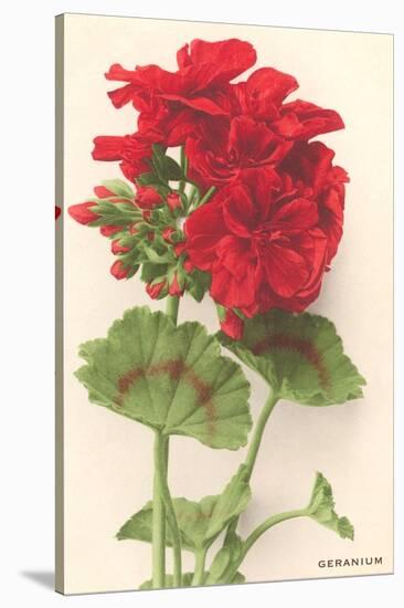 Geraniums-null-Stretched Canvas