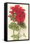 Geraniums-null-Framed Stretched Canvas