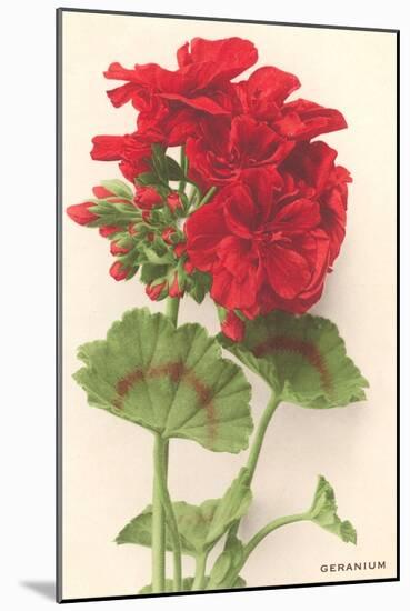 Geraniums-null-Mounted Art Print