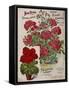 Geraniums-Vintage Apple Collection-Framed Stretched Canvas