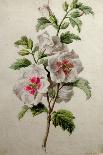 Reine-Marguerite, from Fleurs Dessinees D'Apres Nature, C. 1800-Gerard Van Spaendonck-Giclee Print