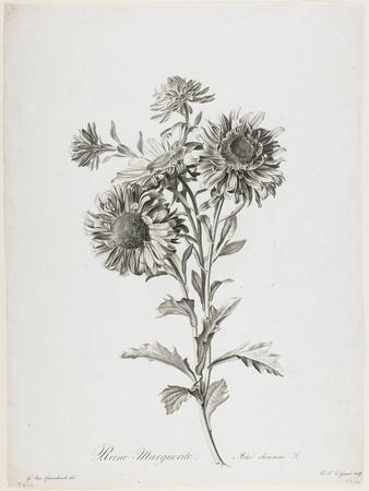 Reine-Marguerite, from Fleurs Dessinees D'Apres Nature, C. 1800