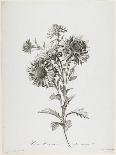 Reine-Marguerite, from Fleurs Dessinees D'Apres Nature, C. 1800-Gerard Van Spaendonck-Giclee Print