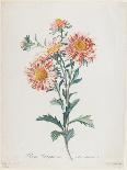 Reine-Marguerite, from Fleurs Dessinees D'Apres Nature, C. 1800-Gerard Van Spaendonck-Giclee Print