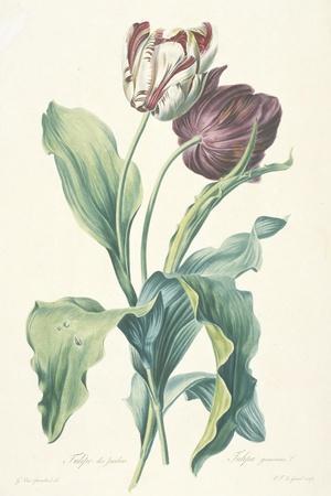 Tulipe Des Jardins, from Fleurs Dessinees D'Apres Nature, C. 1800