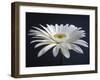 Gerber Angle I-Jim Christensen-Framed Photographic Print