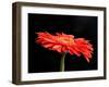 Gerber Angle V-Jim Christensen-Framed Photographic Print