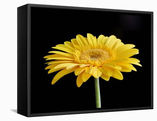 Gerber Angle VI-Jim Christensen-Framed Stretched Canvas