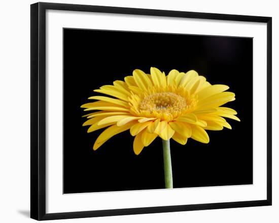 Gerber Angle VI-Jim Christensen-Framed Photographic Print