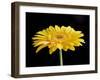 Gerber Angle VI-Jim Christensen-Framed Photographic Print