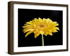 Gerber Angle VI-Jim Christensen-Framed Photographic Print