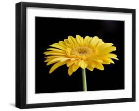 Gerber Angle VI-Jim Christensen-Framed Photographic Print